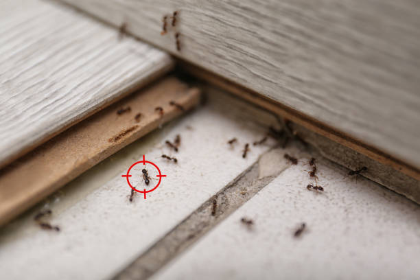 Best Pest Prevention Services  in Silverdale, WA