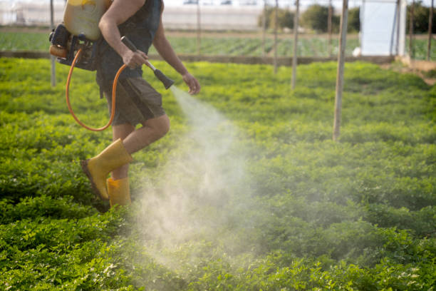 Best Ant Control Services  in Silverdale, WA