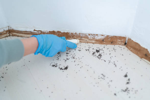Best Affordable Pest Control Services  in Silverdale, WA